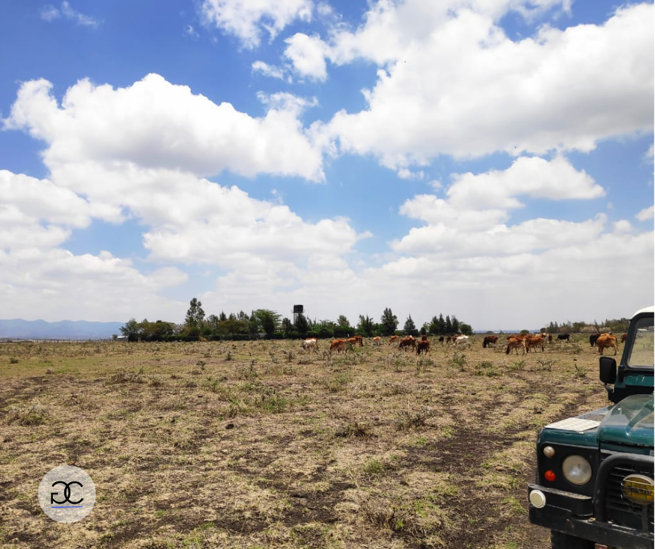 Rongai